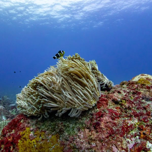 snorkeling la réunion