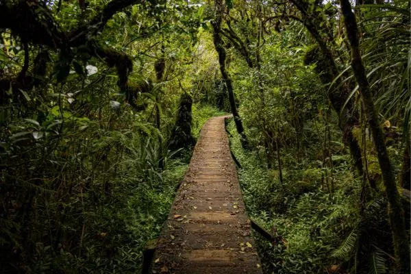 Foret belouve la reunion
