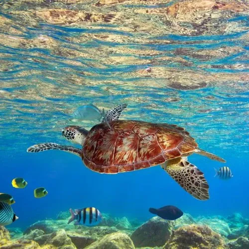 Tortue marine la Réunion