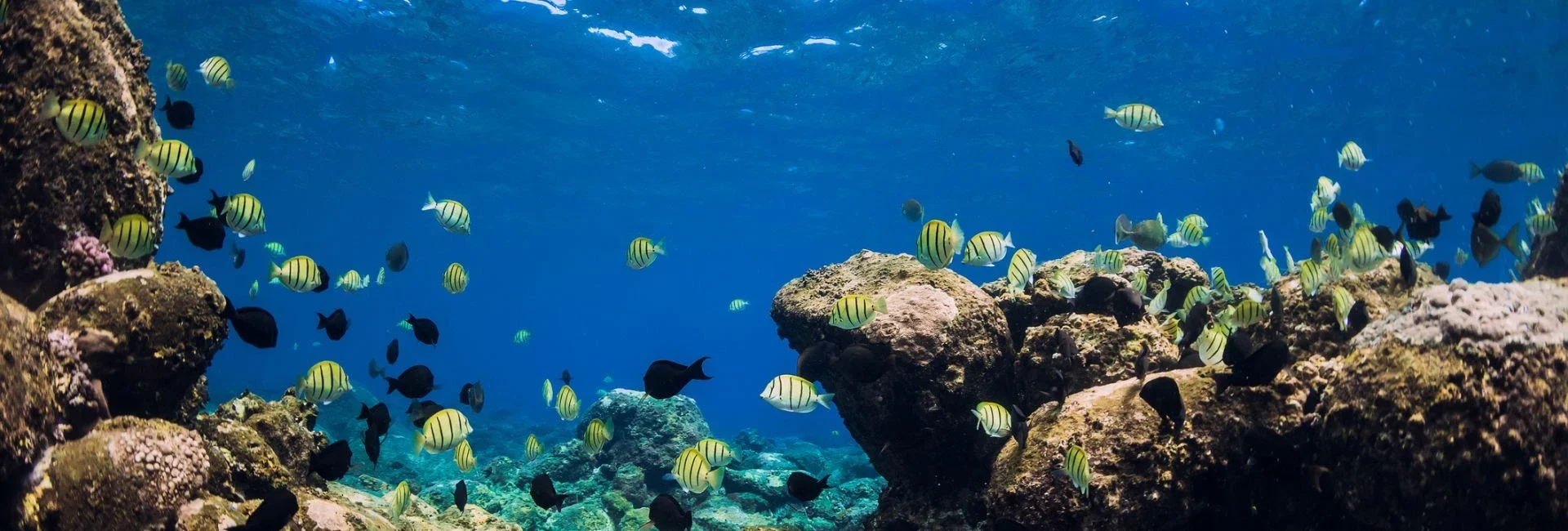 Écotourisme à La Réunion : nos recommandations pour préserver la nature
